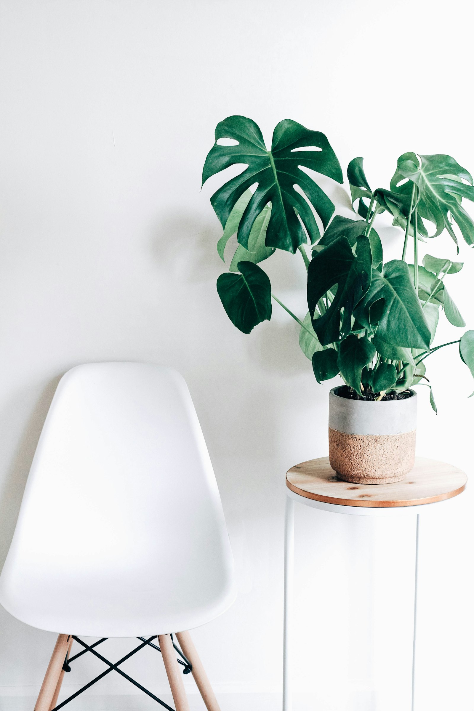 Houseplant on a stand beside a bright window