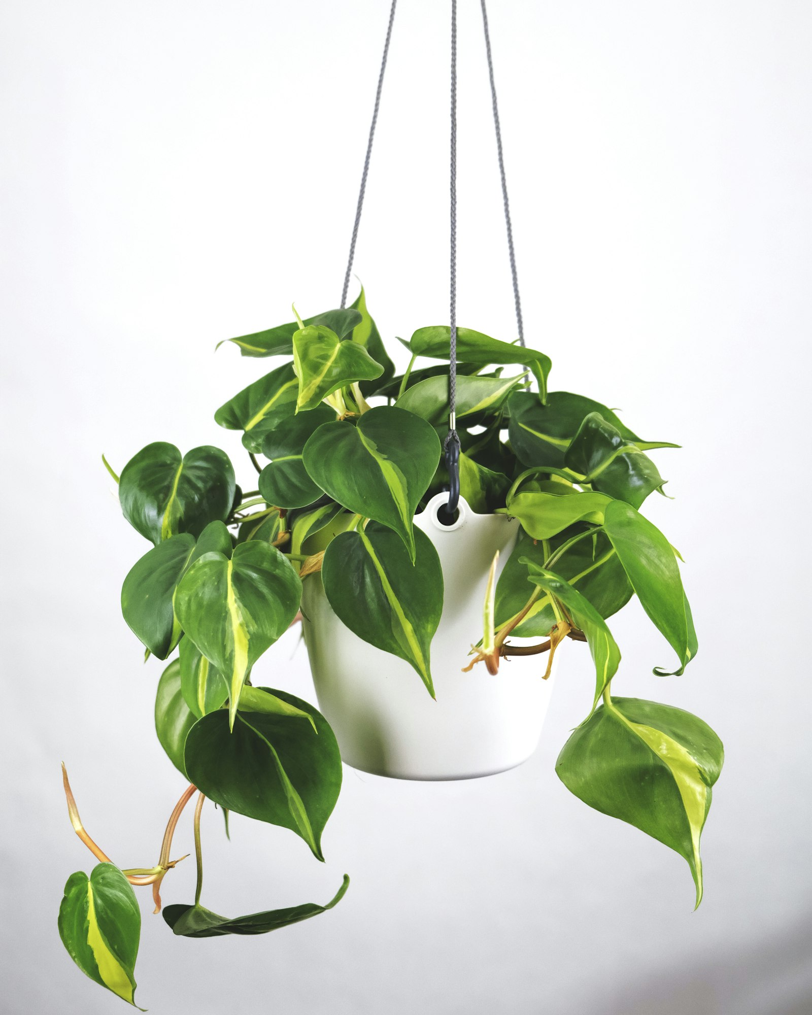 Hanging philodendron with some yellowing leaves