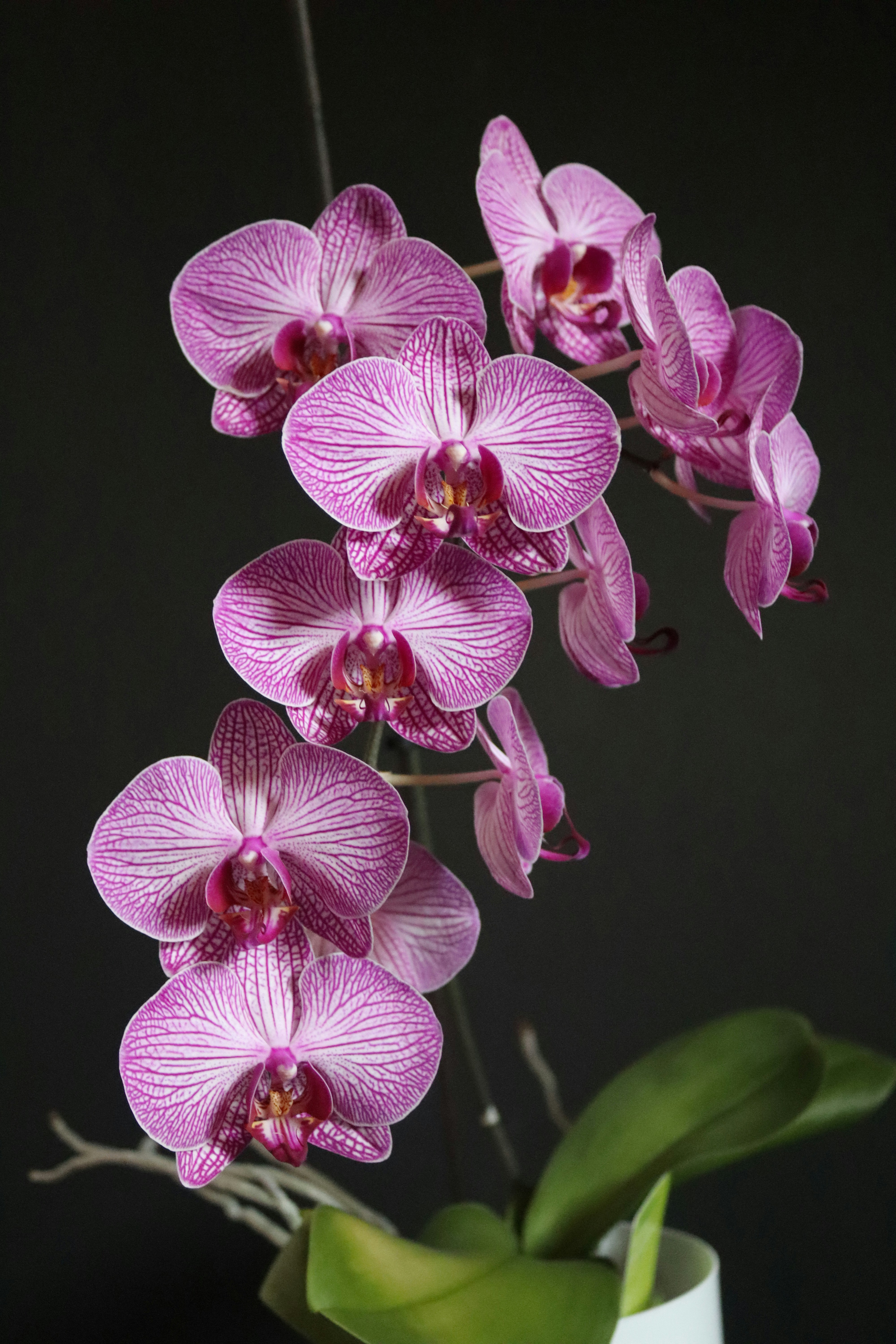 Orchid plant